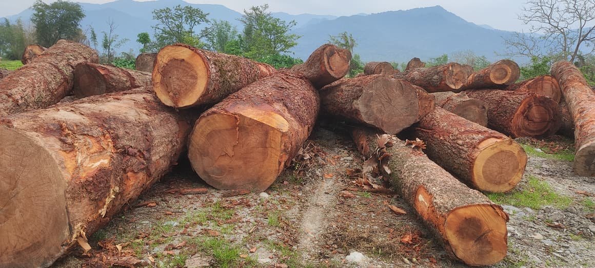 Makri Saal Hard wood