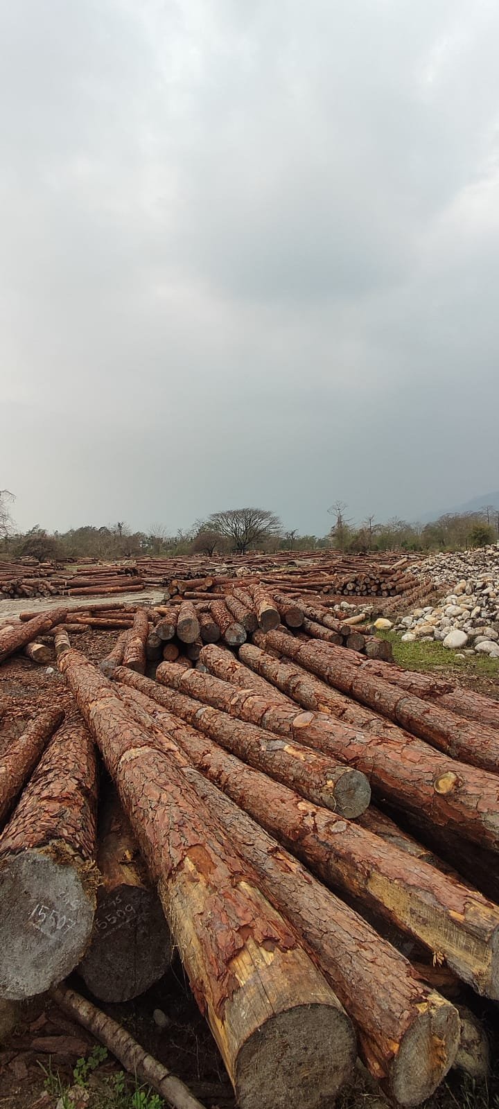 Pine Logs for bulk order