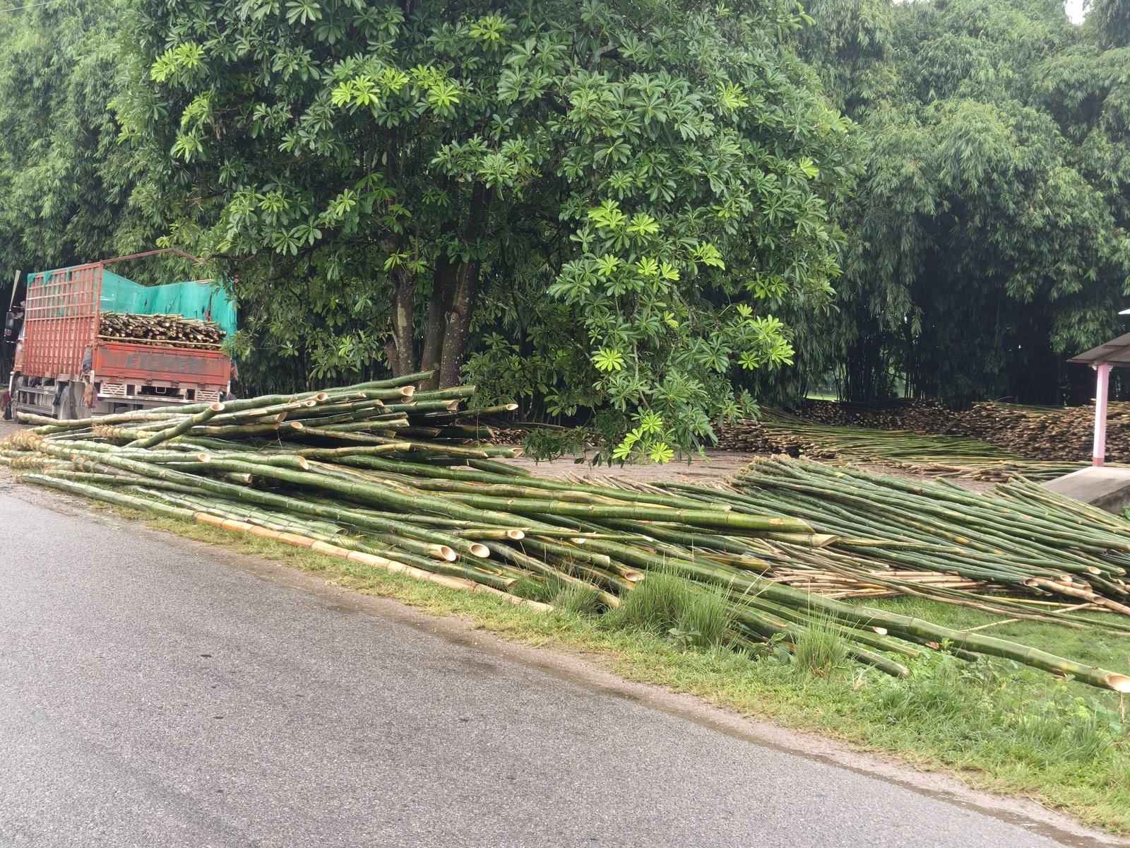 Bamboo