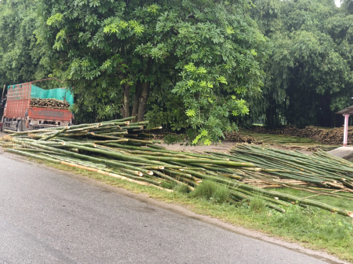 Bamboo