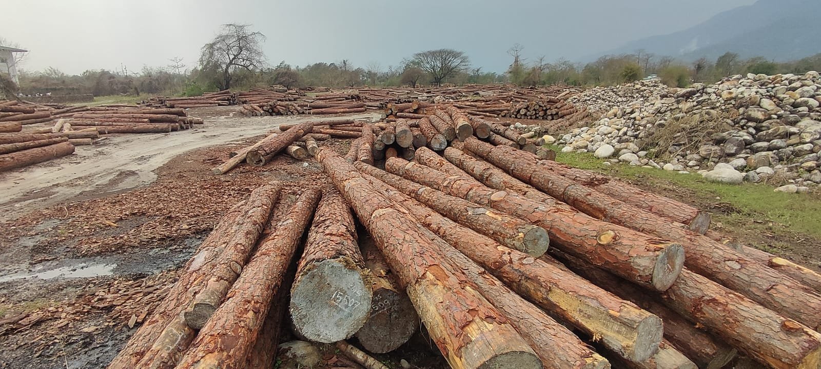 Pine logs available for Export