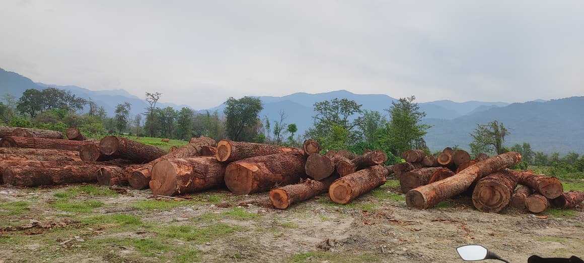 Timber